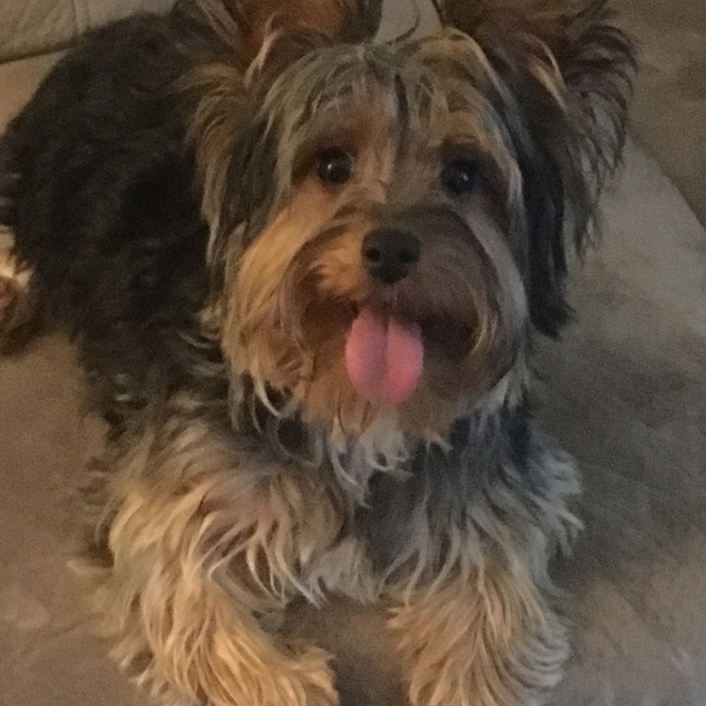 Meet your Posher, Mitzi